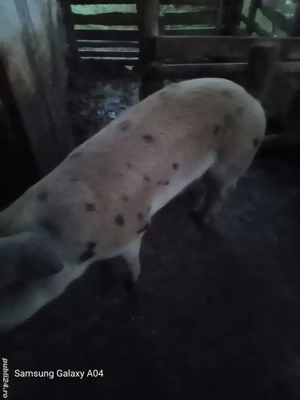 Vând porc    - imagine 2