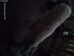 Vând porc    - imagine 3