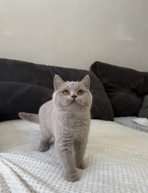 Pisică british shorthair - imagine 3