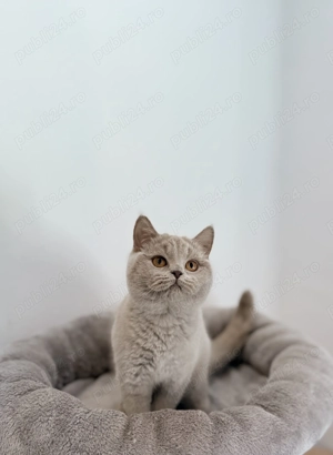 Pisică british shorthair - imagine 2