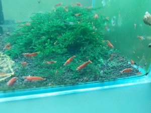 Creveti Red Cherry - imagine 4