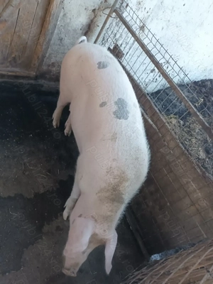 Porc, mascul, aprox 180kg - imagine 5