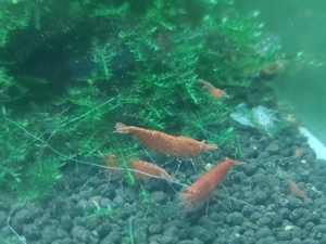 Creveti Red Cherry - imagine 5