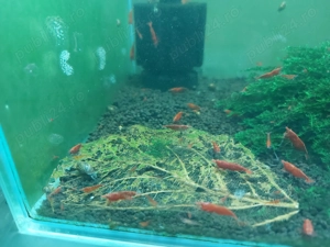 Creveti Red Cherry - imagine 2