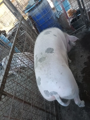 Porc, mascul, aprox 180kg