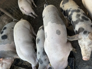 Vând porci crescuți bio .  - imagine 3