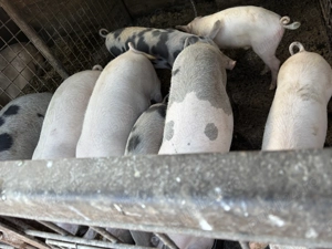 Vindem porci crescuți bio 