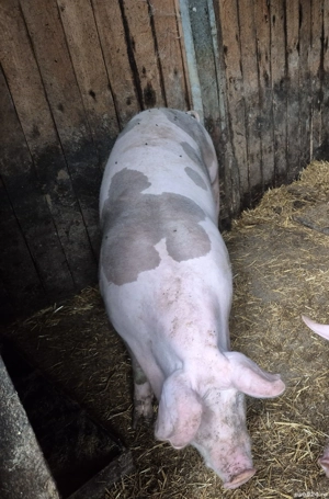 Porc de vanzare - imagine 2 Porc de vanzare - imagine 2