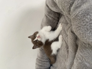 Pisică british shorthair chocolate