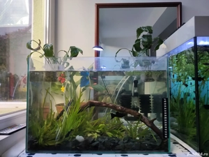 Acvariu complet plante substrat filtru pesti cioata