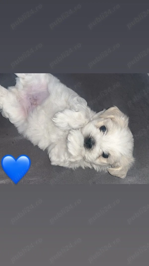 Câine bichon maltez 