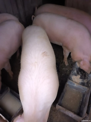 de vinzare - imagine 2