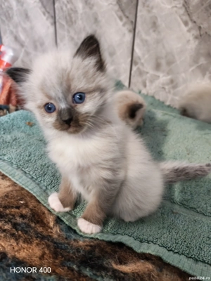 Puiuți Pisică Birmaneză 