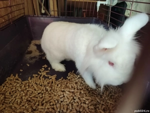 Donez iepure  - imagine 2 Donez iepure  - imagine 2