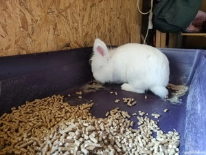 Donez iepure  - imagine 3 Donez iepure  - imagine 3