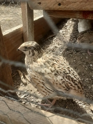 Prepelițe ouătoare 