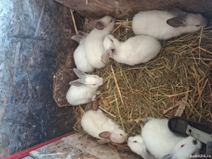 Iepuri albi de vânzare. 