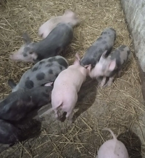 Purcei  de vânzare ! - imagine 3 Purcei  de vânzare ! - imagine 3