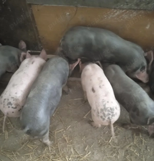 Purcei  de vânzare ! - imagine 4 Purcei  de vânzare ! - imagine 4