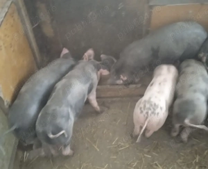 Purcei  de vânzare ! - imagine 2 Purcei  de vânzare ! - imagine 2