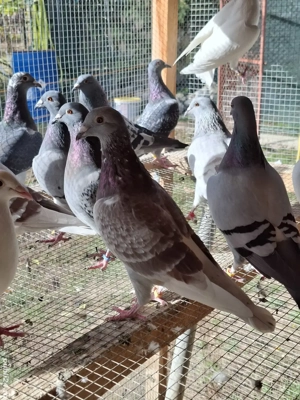 Porumbei voiajori inelați