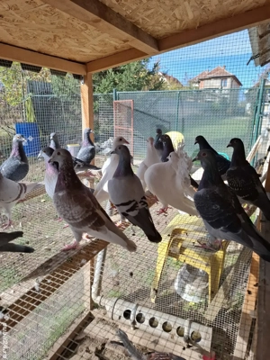 Porumbei voiajori inelați - imagine 2