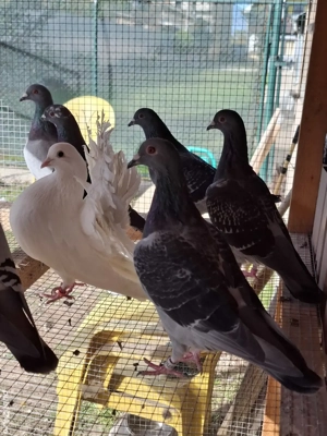 Porumbei voiajori inelați - imagine 3