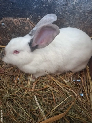 Iepuri albi de vânzare.  - imagine 2