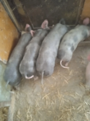 Purcei Pietrean de vânzare  - imagine 2