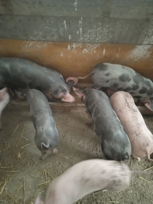 Purcei Pietrean de vânzare  - imagine 3