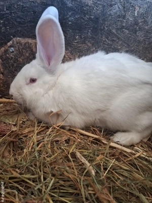 Iepuri albi de vânzare.  - imagine 3