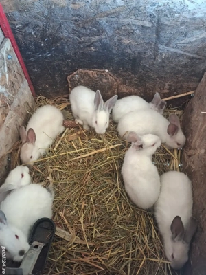 Iepuri albi de vânzare.  - imagine 5