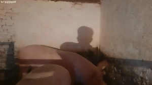 porc de vânzare - imagine 2