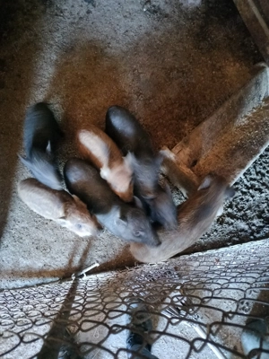 Vând sau schimb purcei mistreț corcit cu vietnamez  - imagine 2