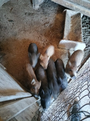 Vând sau schimb purcei mistreț corcit cu vietnamez  - imagine 3