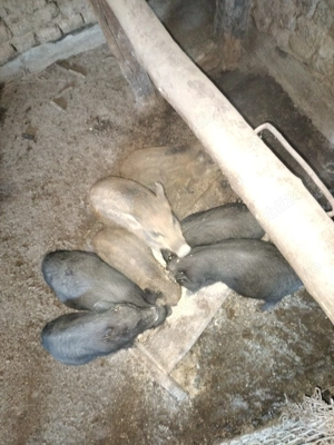 Vând sau schimb purcei mistreț corcit cu vietnamez  - imagine 4