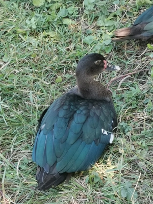 Rațe lesesti mute - imagine 3