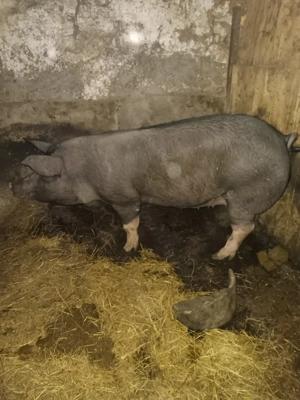 De vânzare porci pt Crăciun  - imagine 2 De vânzare porci pt Crăciun  - imagine 2