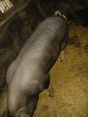 De vânzare porci pt Crăciun  - imagine 4 De vânzare porci pt Crăciun  - imagine 4