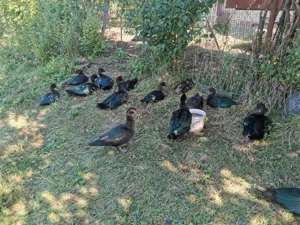 Rațe lesesti mute - imagine 5