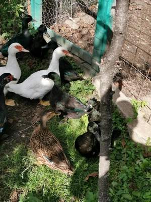 Rațe lesesti mute - imagine 4