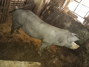 De vânzare porci pt Crăciun  - imagine 3 De vânzare porci pt Crăciun  - imagine 3