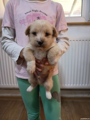 Catel Bichon Maltez - imagine 4 Catel Bichon Maltez - imagine 4