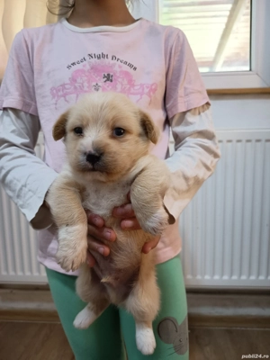 Catei Bichon Maltez - imagine 2