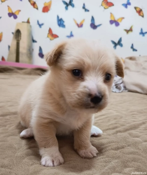 Catel Bichon Maltez - imagine 3 Catel Bichon Maltez - imagine 3