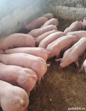 porci de carne  - imagine 3 porci de carne  - imagine 3