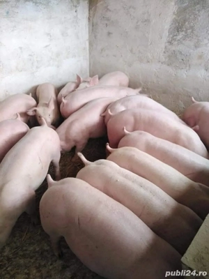 porci de carne  - imagine 4 porci de carne  - imagine 4