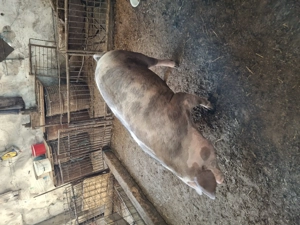 Porci de crăciun rasă de carne 