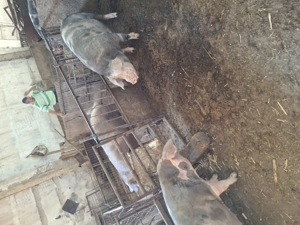 Porci de crăciun rasă de carne  - imagine 2