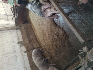 Porci de crăciun rasă de carne  - imagine 5